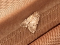 Protorthodes alfkenii