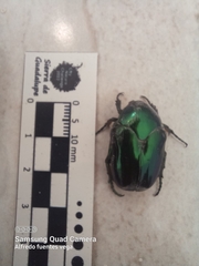 Cotinis viridicyanea