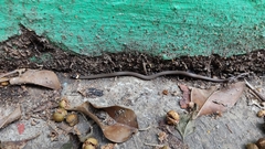 Tantilla bocourti