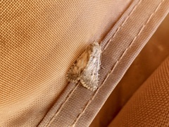 Protorthodes alfkenii