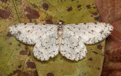 Lepidoptera