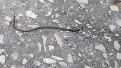 Tantilla bocourti