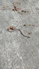 Tantilla bocourti