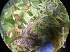 Campylorhynchus yucatanicus