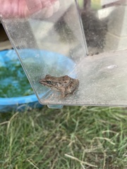 Lithobates sphenocephalus