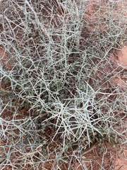 Sarcomphalus obtusifolius