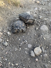 Gopherus berlandieri