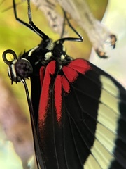 Heliconius hewitsoni