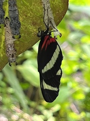 Heliconius hewitsoni