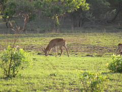 Kobus vardonii
