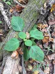 Viburnaceae