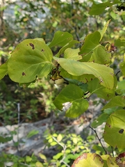 Styrax platanifolius