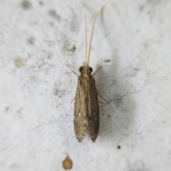 Polycentropodidae