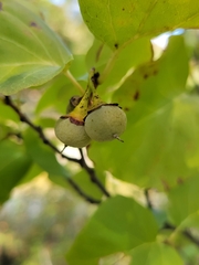 Styrax platanifolius