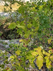 Styrax platanifolius