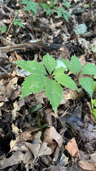 Parthenocissus quinquefolia