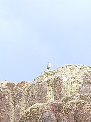 Geranoaetus polyosoma