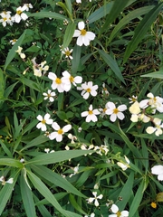 Bidens aurea