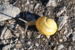 Cepaea hortensis