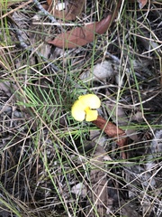 Gompholobium pinnatum