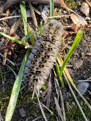 Lophocampa roseata