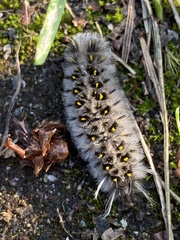 Lophocampa roseata