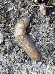 Milacidae