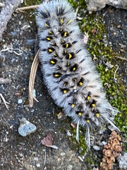 Lophocampa roseata