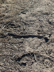 Pituophis catenifer catenifer