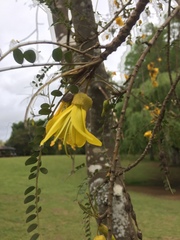 Sophora cassioides