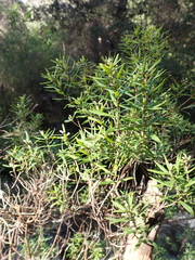 Leucopogon