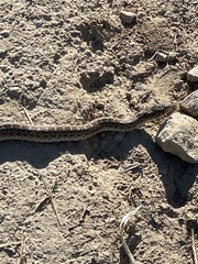 Pituophis catenifer catenifer