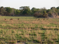 Kobus vardonii