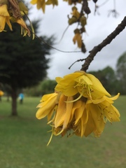 Sophora cassioides