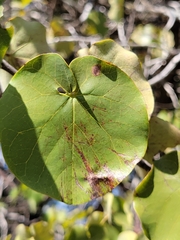 Cercis canadensis texensis