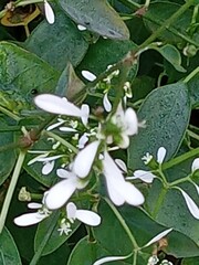 Euphorbia leucocephala