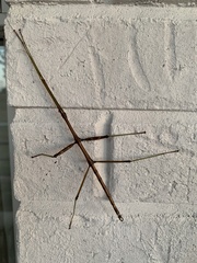 Diapheromera femorata