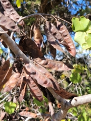 Cercis canadensis texensis