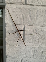 Diapheromera femorata