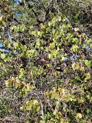 Cercis canadensis texensis