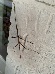 Diapheromera femorata