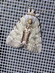 Catocala grynea
