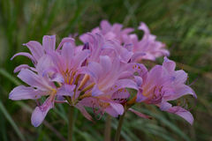 Lycoris squamigera