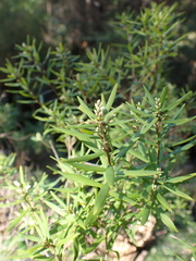 Leucopogon
