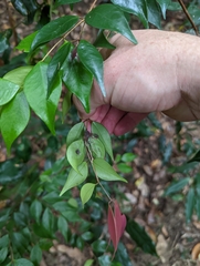 Syzygium luehmannii