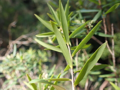 Leucopogon