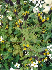 Tagetes