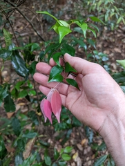 Syzygium luehmannii