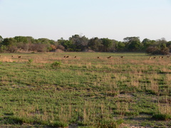 Kobus vardonii