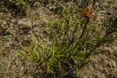 Elleanthus aurantiacus